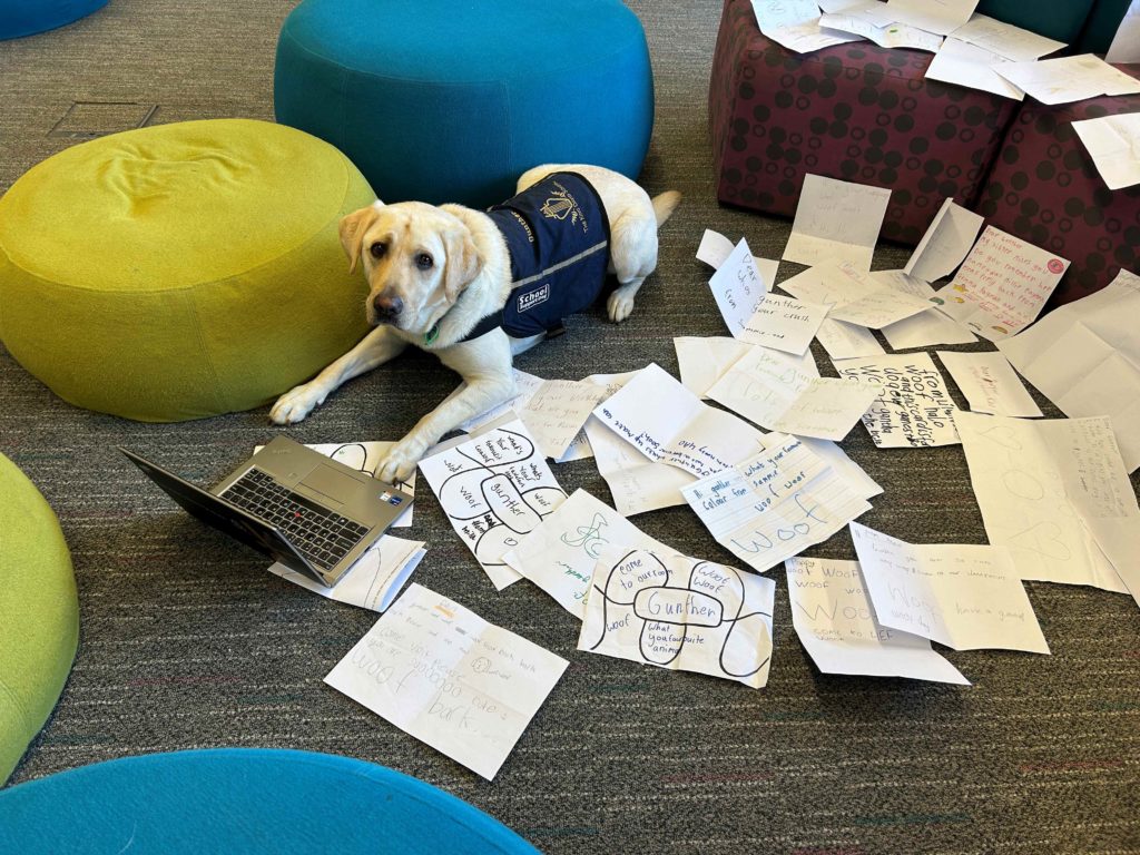 Wellbeing dog Gunther is lying down next to a laptop. He is wearing a King David dog vest and is looking at the camera. He looks like he has been typing on the laptop. He is surrounded by letters that he is replying to.
