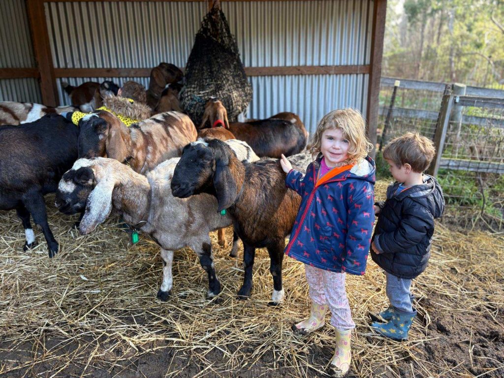 Two ELC children pat goats. They are standing on hay and wearing warm jackets since it is cold.